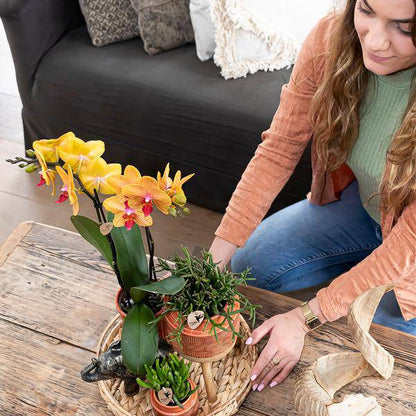 Überraschungsbox mit 4 verschiedenen Orchideen 
