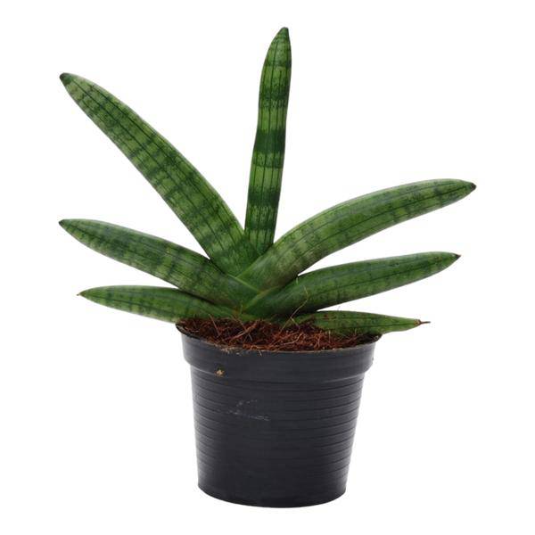 Sansevieria Skyline – Bogenhanf – Zimmerpflanze – Höhe ca. 25cm – ø10,5cm – Pflegeleichte Grünpflanze für Innenräume – Luftreinigende Pflanze für Wohnzimmer, Büro & Schlafzimmer 