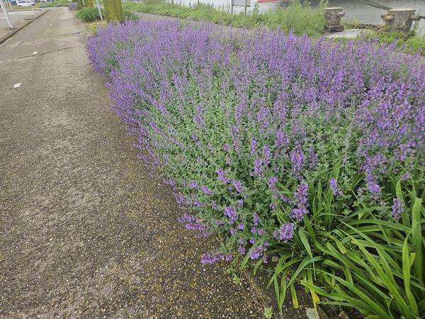 Nepeta 'Walker's Low' – 6 Pflanzen – Katzenminze – Lavendelblaue Blüten – Silbergrünes Laub – Pflegeleichte Staude – Sonnig – Bienen & Schmetterlinge 