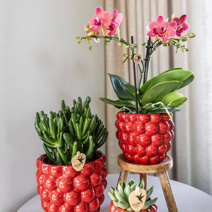 Beeren-Topf - Ø9cm 