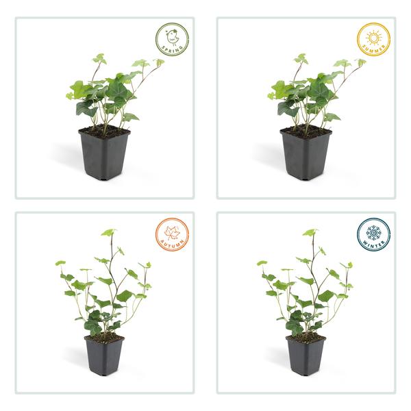 Großblättriger Irischer Efeu Hedera hibernica – Kletterpflanze & Bodendecker – Ø9cm – ↕10-25cm – 6 Pflanzen – pflegeleicht & robust 