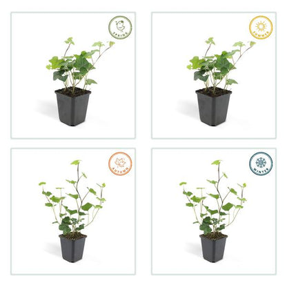 Großblättriger Irischer Efeu Hedera hibernica – Kletterpflanze & Bodendecker – Ø9cm – ↕10-25cm – 6 Pflanzen – pflegeleicht & robust 