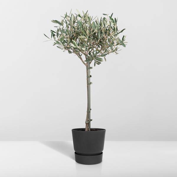 Olivenbaum - Olea - Zimmerpflanze - Ø19cm - ↕90cm 