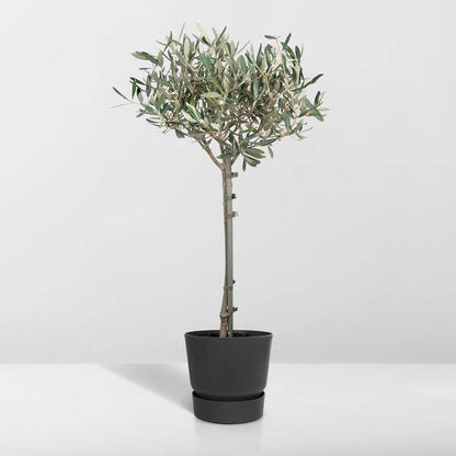 Olivenbaum - Olea - Zimmerpflanze - Ø19cm - ↕90cm 