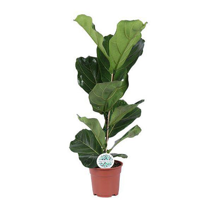Ficus lyrata – Geigen-Feige – Zimmerpflanze – Luftreinigend – Dekorativ – Topf Ø17 cm – Höhe ca. 60 cm – Pflegeleicht – Wohnzimmerpflanze 
