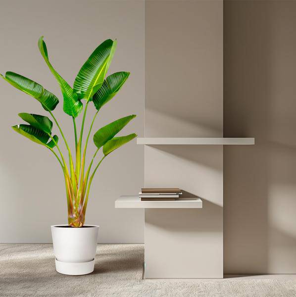 Baum-Strelitzie – Strelitzia Augusta – ca. 160cm hoch – Ø24cm – Exotische Zimmerpflanze mit großen Blättern – Weißer Paradiesvogel mit eleganter Fächerform – Tropische Grünpflanze für Wohnzimmer & Büro 