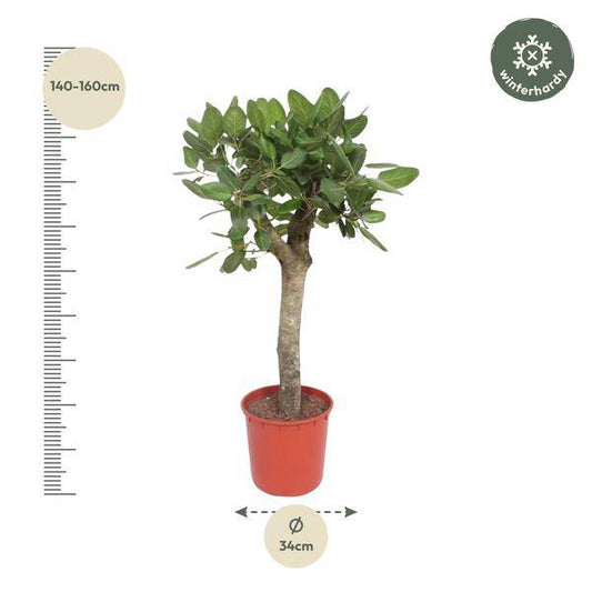 Banyan-Feige - Ficus Benghalensis - 150cm - ø34cm 