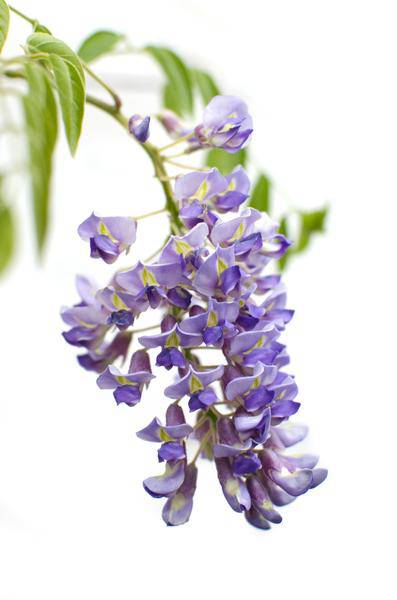 Chinesischer Blauregen - Wisteria sinensis 'Prolific' - ↨65cm - Ø15cm - 2 Stück 