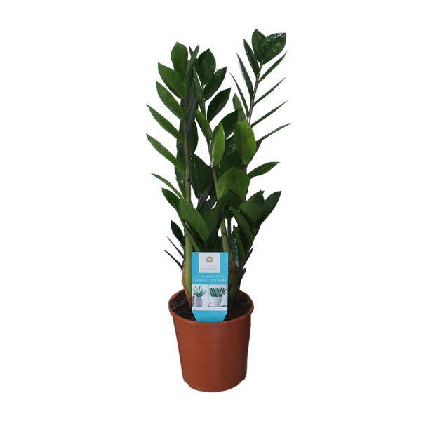 Glücksfeder - Zamioculcas Zamiifolia - Zimmerpflanze - Ø14cm - ↕55cm 