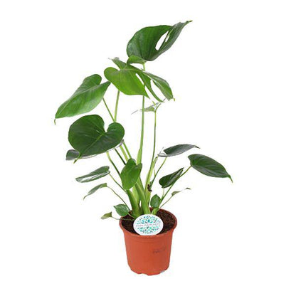 Köstliches Fensterblatt - Monstera Deliciosa - Zimmerpflanze - Ø14cm - ↕45cm 