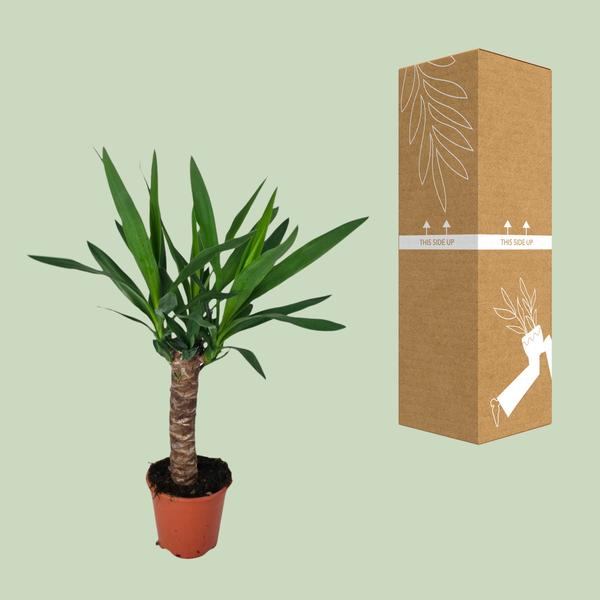 Palmlilie - Yucca - Zimmerpflanze - Ø14cm - ↕60cm 