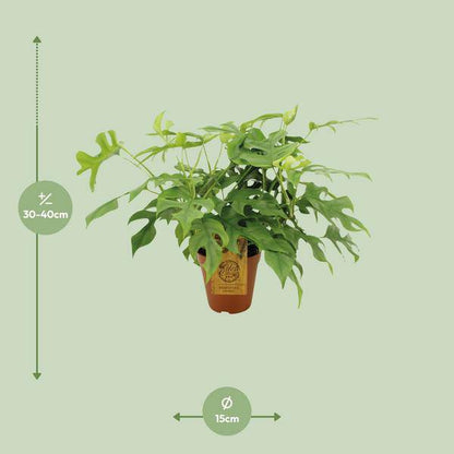 Fensterblatt Monstera Minima – Zimmerpflanze – Ø15cm – 40 cm hoch – Halbschatten – Pflegeleicht – Gefensterte Blätter 