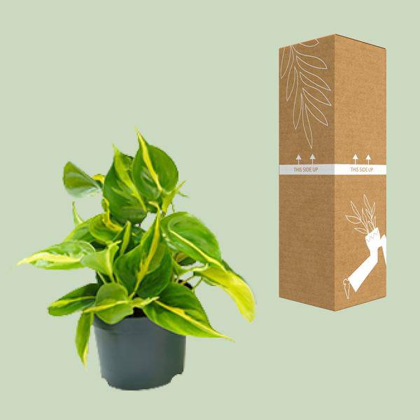 Philodendron Scandens Brasil – Zimmerpflanze – Ø 12 cm – Höhe ca. 20 cm – Glänzende Blätter – Pflegeleicht & Halbschatten-Liebhaber 