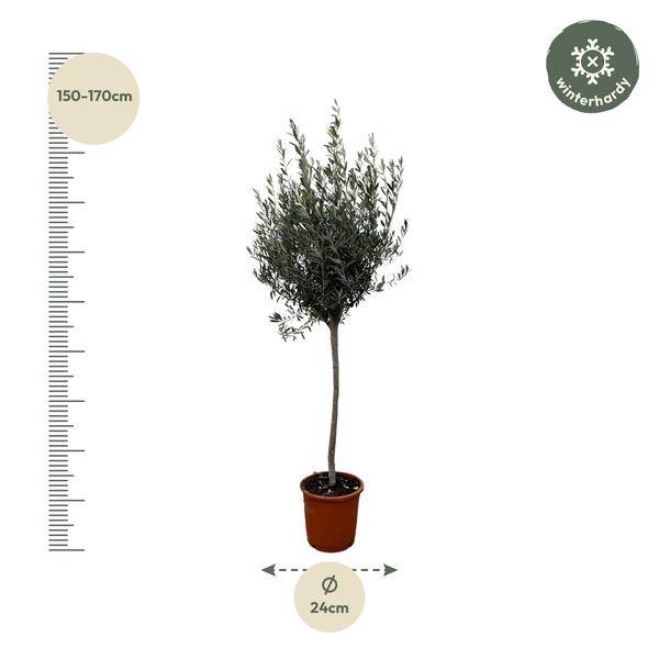 Olivenbaum – Olea Europaea 160cm – Ø24cm – Mediterrane Kübelpflanze mit silbergrünen Blättern – Edler Olivenbaum für Garten, Terrasse, Balkon & Wintergarten – Pflegeleicht 