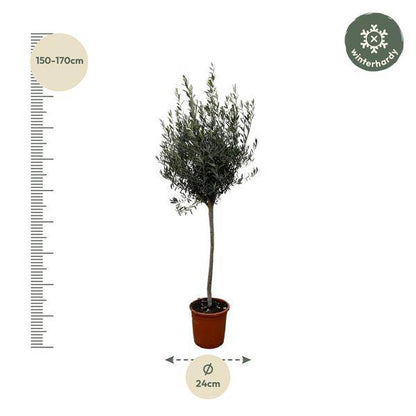 Olivenbaum – Olea Europaea 160cm – Ø24cm – Mediterrane Kübelpflanze mit silbergrünen Blättern – Edler Olivenbaum für Garten, Terrasse, Balkon & Wintergarten – Pflegeleicht 