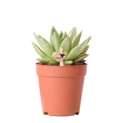 Sukkulente Echeveria Miranda – Grüne Zimmerpflanze – Rosettenform – Ø9cm – Pflegeleicht & Dekorativ 