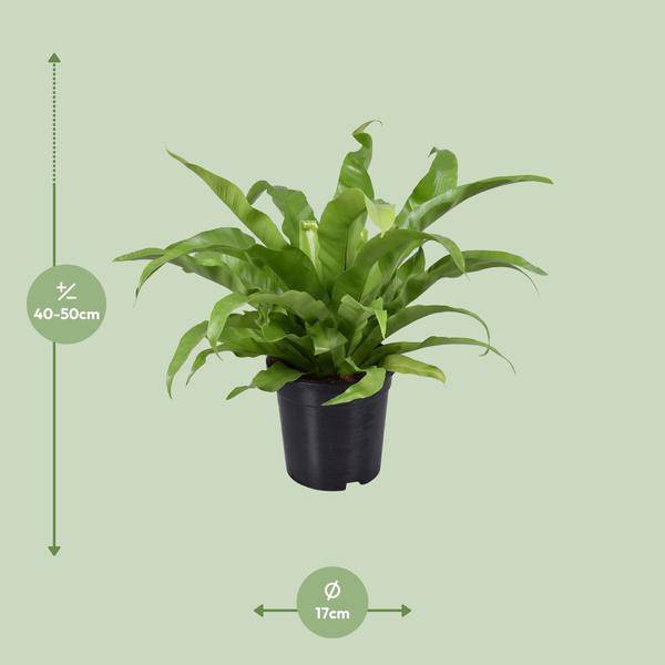 Nestfarn - Asplenium Antiquum - Zimmerpflanze - Ø17cm - ↕45cm 