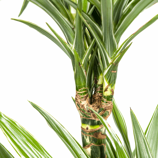 Dracaena Deremensis White Stripe – Drachenbaum – Ø19cm – ↕70-90cm – Elegante Zimmerpflanze mit weißen Blattstreifen – Pflegeleicht & luftreinigend 