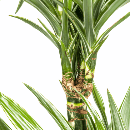 Dracaena Deremensis White Stripe – Drachenbaum – Ø19cm – ↕70-90cm – Elegante Zimmerpflanze mit weißen Blattstreifen – Pflegeleicht & luftreinigend 
