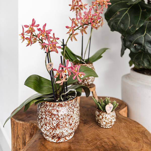 Safari Topf – Dekorativer Keramiktopf – Handgefertigter Blumentopf – Stilvolles Pflanzgefäß für Zimmerpflanzen – Ø12cm 