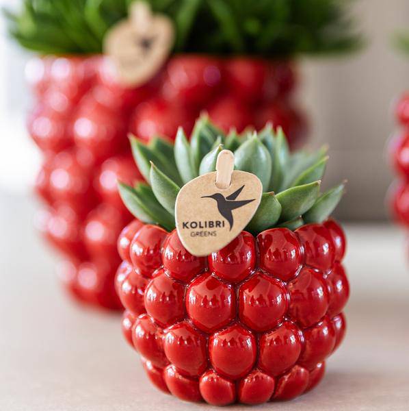 Beeren-Topf - Ø6cm 