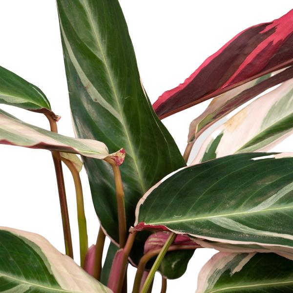 Calathea Triostar – Ø17cm x H60cm – Tropische Zimmerpflanze mit rosa-grün-weißem Blattmuster – Pflegeleicht – Für indirektes Licht – Luftreinigend 