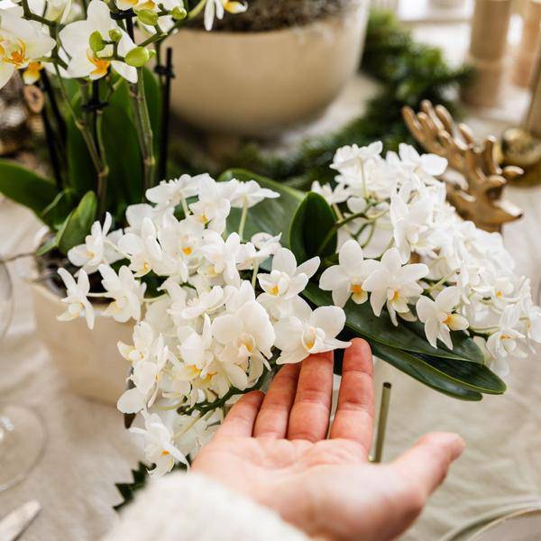Weiße Orchidee 'Nazaré' – Zimmerpflanze – Ø9cm Topf – inkl. Dekotopf Pearl Travertin – Kompakte Tischdeko – Elegante Blütenpracht 