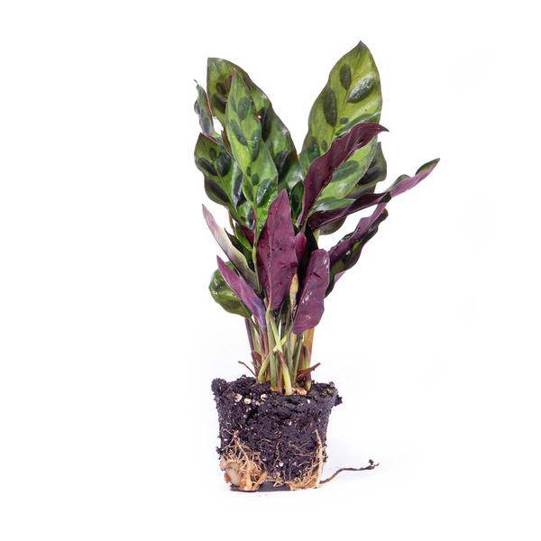Pfauenpflanze Calathea Lancifolia – Terrarienpflanze Ø6cm – Exotische Zimmerpflanze mit langgezogenen, gemusterten Blättern 