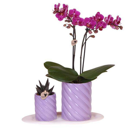 Phalaenopsis Orchidee Orange + grüne Pflanze im Geschenkset – Candy Zierpflanzentöpfe auf weißem Tablett – Zimmerpflanzen-Set mit Deko & Geschenkidee – Fröhlich & modern 