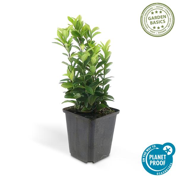 Japanischer Spindelstrauch Euonymus japonicus 'Green Spire' – 60 Pflanzen – ↕10-25cm – Ø9cm – Immergrüner Heckenstrauch & Solitärpflanze – Pflegeleicht & schnittverträglich – Sonne & Schatten 