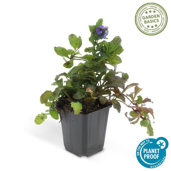Kriechender Günsel Ajuga reptans – 6 Pflanzen – ↕10-25cm – Ø9cm – Bodendecker – Halbschatten & Schatten – Blühend & pflegeleicht 