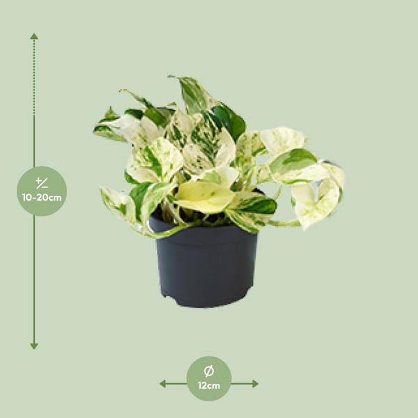 Weiß-bunte Efeutute – Epipremnum 'Happy Leaf' – Ø12cm x H15cm – Panaschierte Zimmerpflanze – Pflegeleicht – Für Halbschatten – Im Pflanztopf – Direkt aus der Gärtnerei 