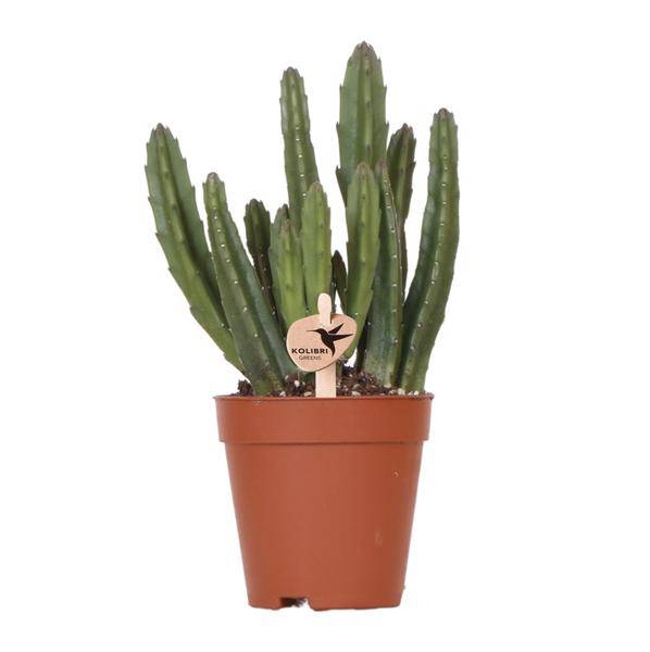 Sukkulente - Stapelia - Topfgröße Ø9cm - Zimmerpflanze - Ø9cm 
