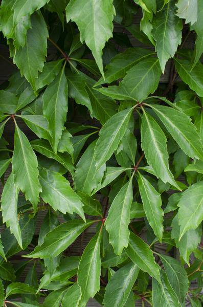 Wilder Wein - Parthenocissus q. var. 'Engelmannii' - Ø15cm - ↕65cm 