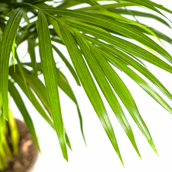 Dypsis Areca Lutescens Ø21cm - ↕100 - 120cm 