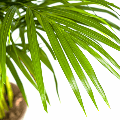 Dypsis Areca Lutescens Ø21cm - ↕100 - 120cm 
