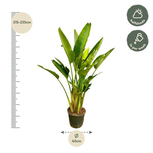 Baum-Strelitzie – Strelitzia Augusta mehrstämmig XXL – 225cm – Ø40cm – Weißer Paradiesvogel – Große Zimmerpflanze für Wohnzimmer, Büro & Wintergarten 