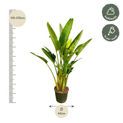 Baum-Strelitzie – Strelitzia Augusta mehrstämmig XXL – 225cm – Ø40cm – Weißer Paradiesvogel – Große Zimmerpflanze für Wohnzimmer, Büro & Wintergarten 