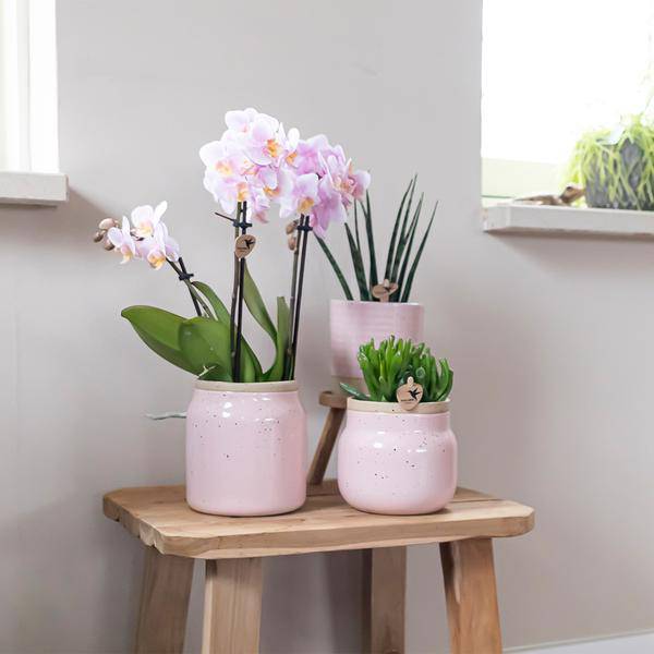 Überraschungsbox mit 4 verschiedenen Orchideen 