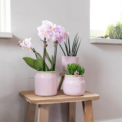 Überraschungsbox mit 4 verschiedenen Orchideen 