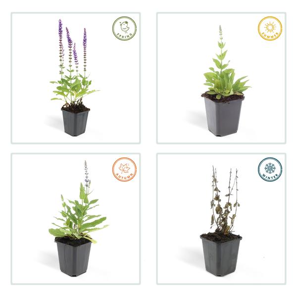 Blüten-Salbei – Salvia nemorosa 'Ostfriesland' – ↕10-25cm – Ø9cm – 6 Pflanzen – Lila Blüten – Pflegeleichte Staude – Sonniger Standort 