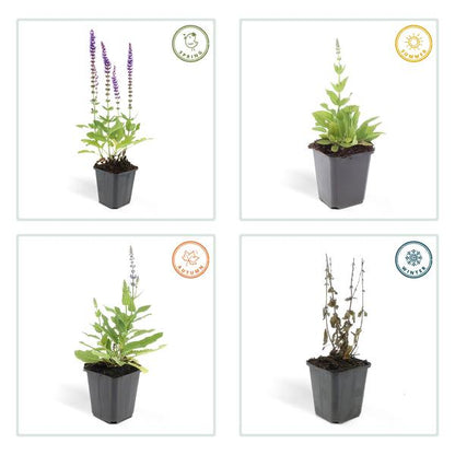 Blüten-Salbei – Salvia nemorosa 'Ostfriesland' – ↕10-25cm – Ø9cm – 6 Pflanzen – Lila Blüten – Pflegeleichte Staude – Sonniger Standort 