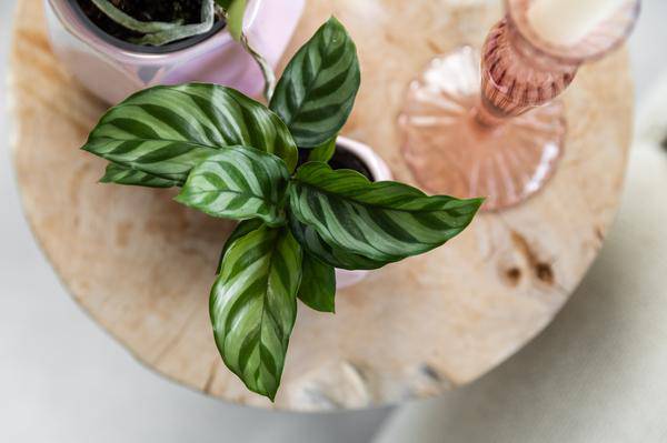 Korbmarante - Calathea - Zimmerpflanze - Ø9cm 