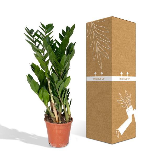 Glücksfeder Zamioculcas Zamiifolia – Zimmerpflanze – Ø 17cm – Höhe 70cm – Pflegeleicht & Wasserspeichernd – Halbschatten geeignet 