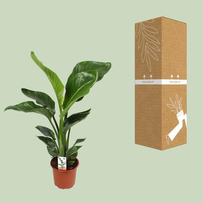 Baum-Strelitzie - Strelitzia Nicolai - Zimmerpflanze - Ø17cm - ↕70cm 