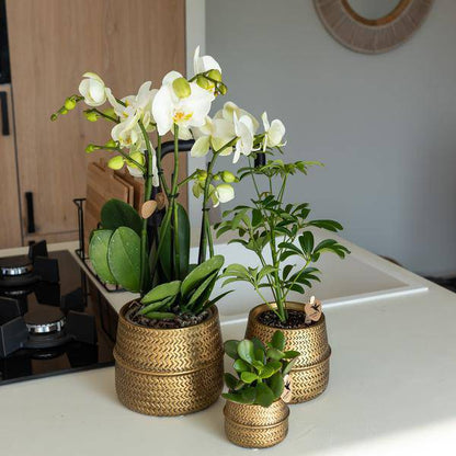 Blumentopf Rille – Gold – Ø6cm – Kleiner Keramik-Ziertopf mit Rillenstruktur – Mattes Finish – Mini-Übertopf für Orchideen & Sukkulenten 