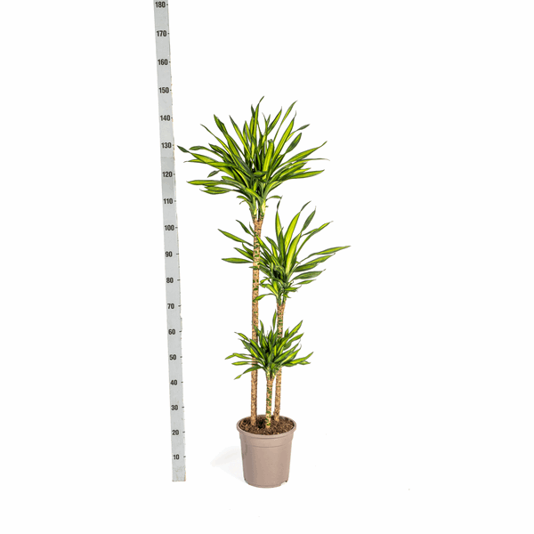Dracaena Deremensis Rikki - Drachenbaum - Zimmerpflanze - Ø24cm - ↕130-150cm 