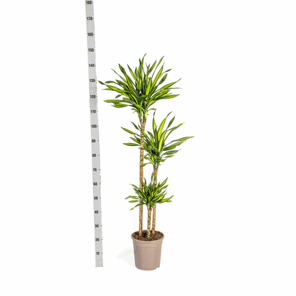 Dracaena Deremensis Rikki - Drachenbaum - Zimmerpflanze - Ø24cm - ↕130-150cm 