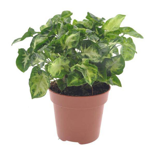 Purpurtute - Syngonium Pixie - Zimmerpflanze - Ø12cm - ↕20cm 