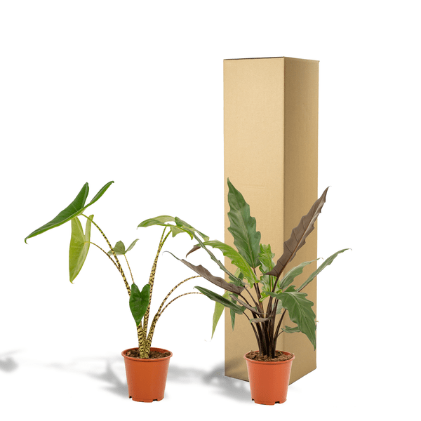 Pflanzenset - Pfeilblätter - Alocasia Zebrina - Ø19cm - ↕75cm + Alocasia Lauterbachiana - Ø19cm - ↕75cm 
